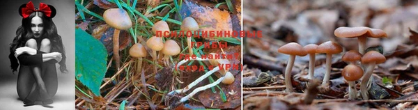 сатива Богородицк
